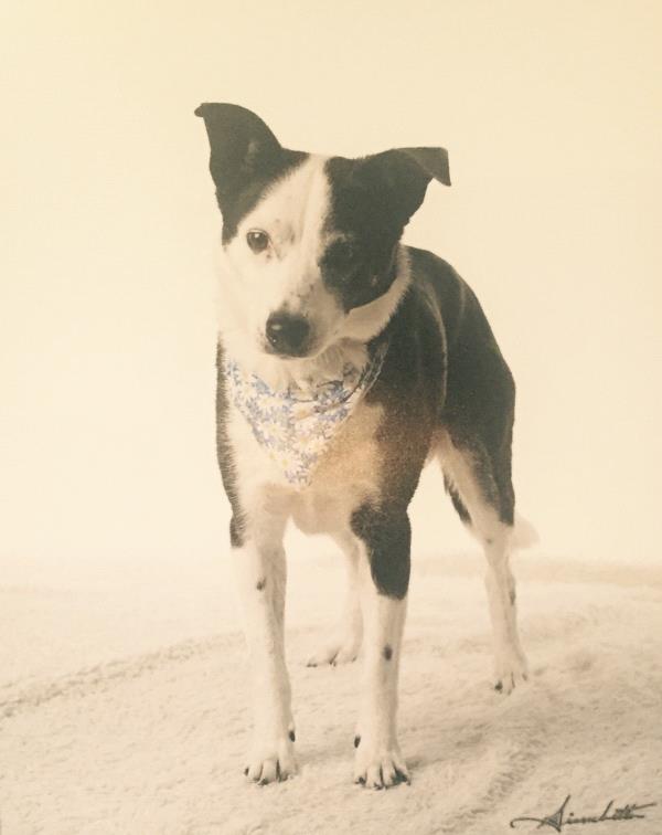 /Images/uploads/Humane Society of Utah/HSUCalendar/entries/1659thumb.jpg